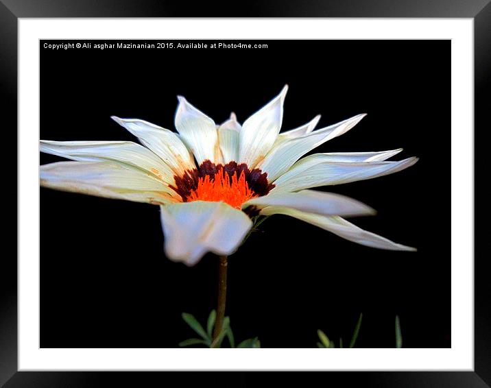  Gazania, Framed Mounted Print by Ali asghar Mazinanian