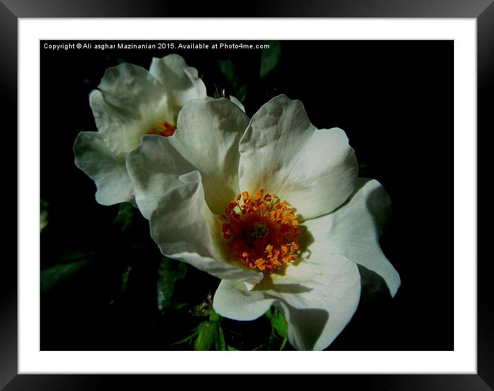 A macro shot of a nice flower, Framed Mounted Print by Ali asghar Mazinanian