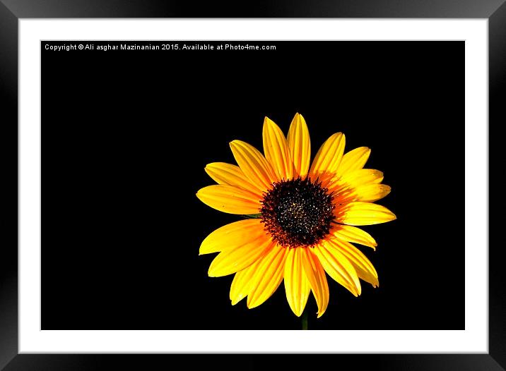  Sunflower 5 Framed Mounted Print by Ali asghar Mazinanian