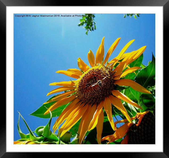 wasp and sunflower, Framed Mounted Print by Ali asghar Mazinanian