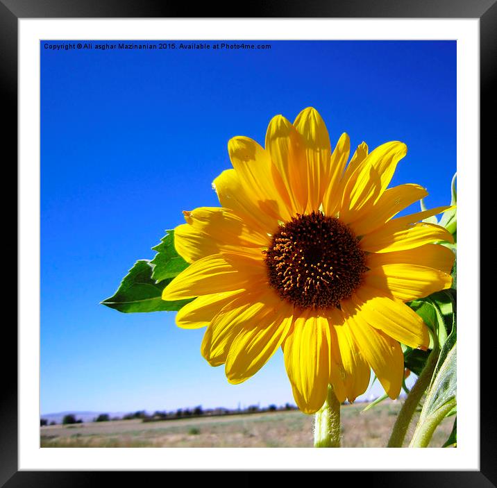  Sunflower in blue sky, Framed Mounted Print by Ali asghar Mazinanian
