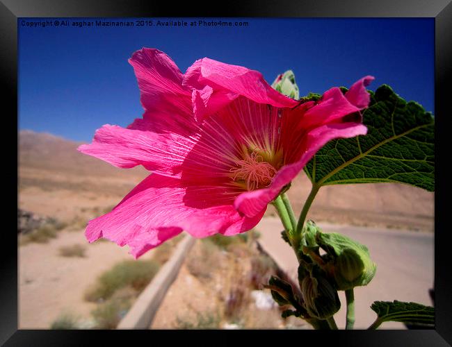 A nice flower in an arid drea, Framed Print by Ali asghar Mazinanian