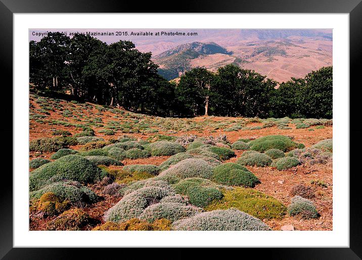  A view of ABR jungle, Framed Mounted Print by Ali asghar Mazinanian