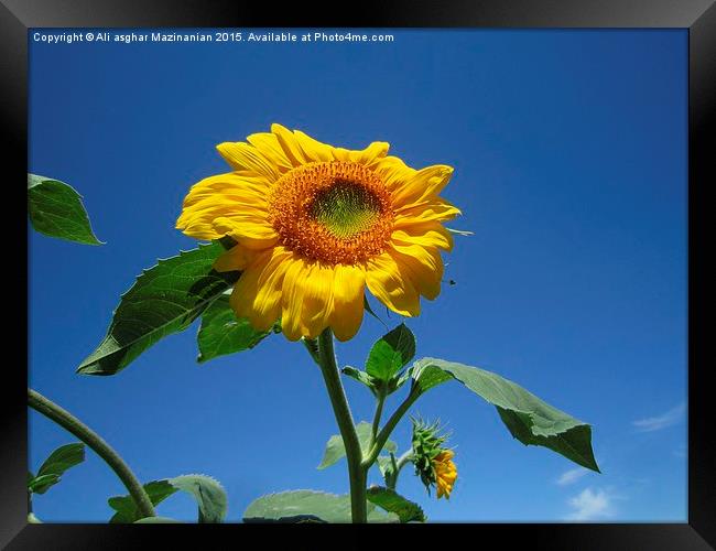 Sunflower in the sky, Framed Print by Ali asghar Mazinanian