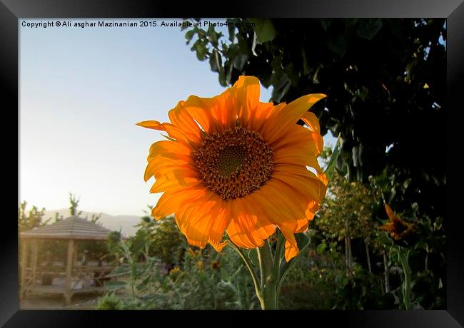  Sunflower at AVERSE tourism garden, Framed Print by Ali asghar Mazinanian