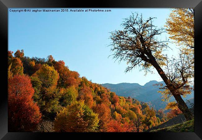  Beautiful autumn of OLANG Jungle, Framed Print by Ali asghar Mazinanian