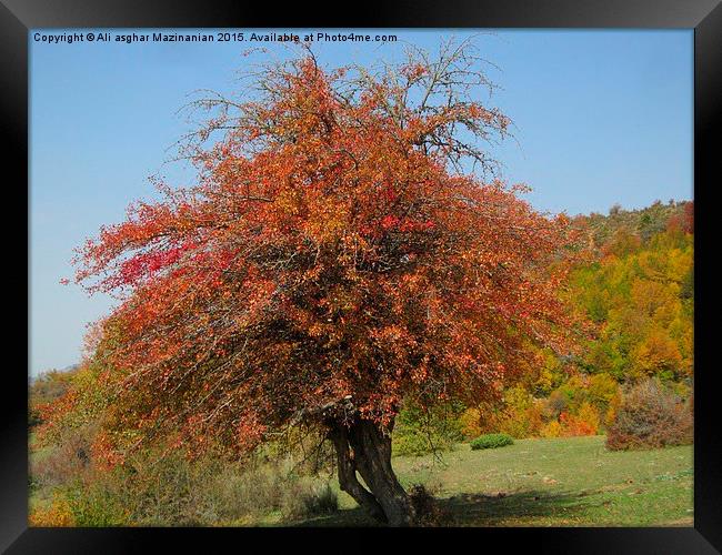  Autumn beauty, Framed Print by Ali asghar Mazinanian