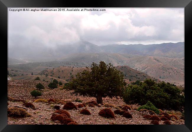 Misty & cloudy morning view in jungle, Framed Print by Ali asghar Mazinanian