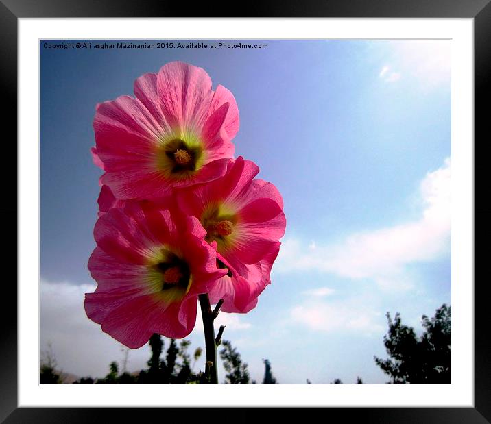   a stem with many nice flowers, Framed Mounted Print by Ali asghar Mazinanian