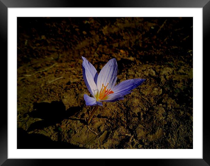 wild saffron in jungle 2 , Framed Mounted Print by Ali asghar Mazinanian