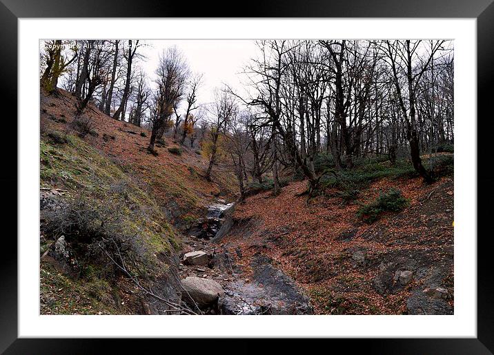  Autumn in jungle, Framed Mounted Print by Ali asghar Mazinanian