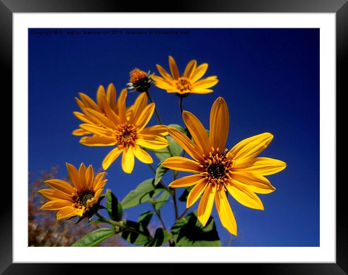  Sunflower against blue sky, Framed Mounted Print by Ali asghar Mazinanian