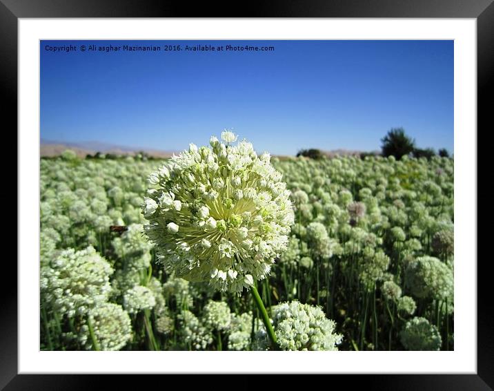 A macro shot of a  nice  white flower , Framed Mounted Print by Ali asghar Mazinanian