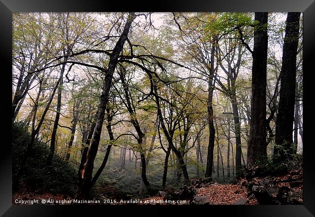 A nice view of a misty day in Autumn in jungle, Framed Print by Ali asghar Mazinanian