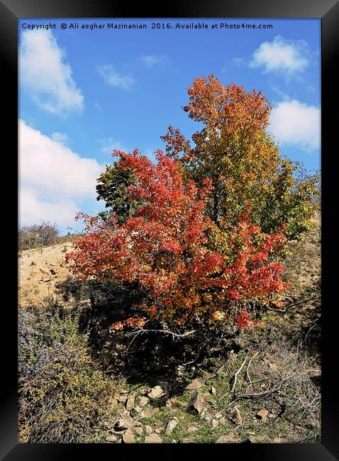 A nice tree on mountain, Framed Print by Ali asghar Mazinanian