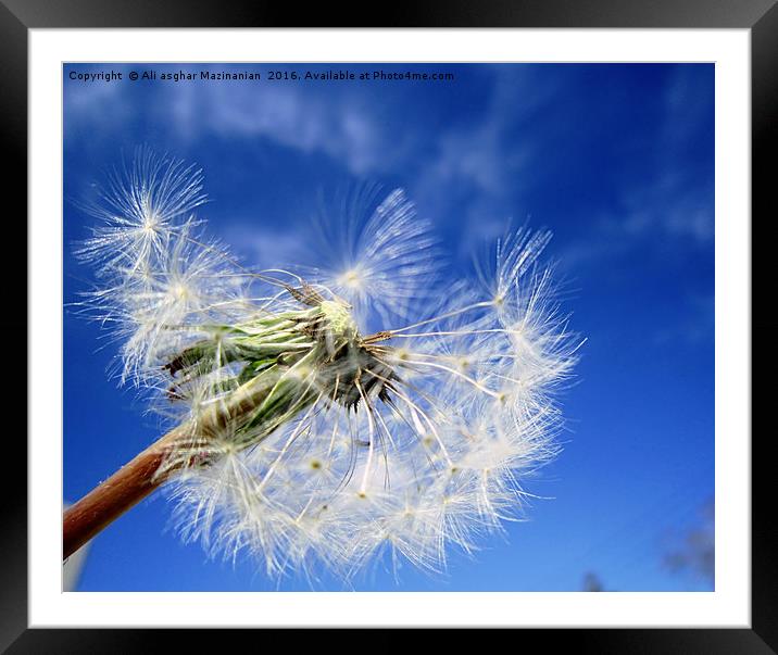The blue sky and broken dandelion, Framed Mounted Print by Ali asghar Mazinanian