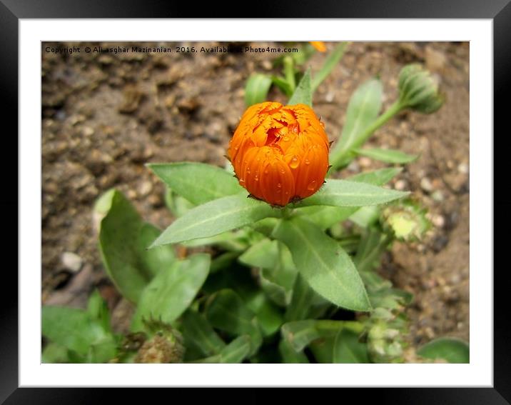 Blossoms, after the rain, Framed Mounted Print by Ali asghar Mazinanian