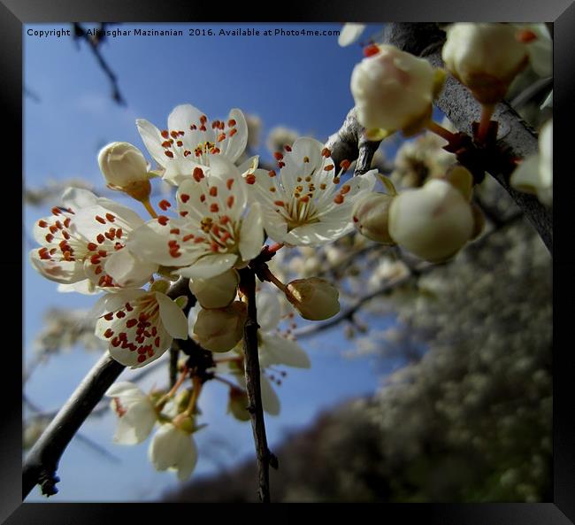 Wild pear's blossoms 3, Framed Print by Ali asghar Mazinanian