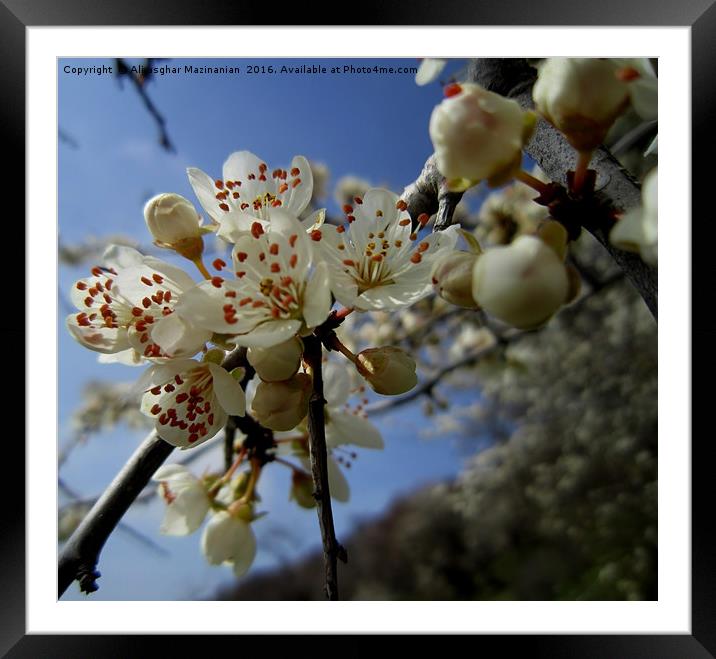 Wild pear's blossoms 3, Framed Mounted Print by Ali asghar Mazinanian
