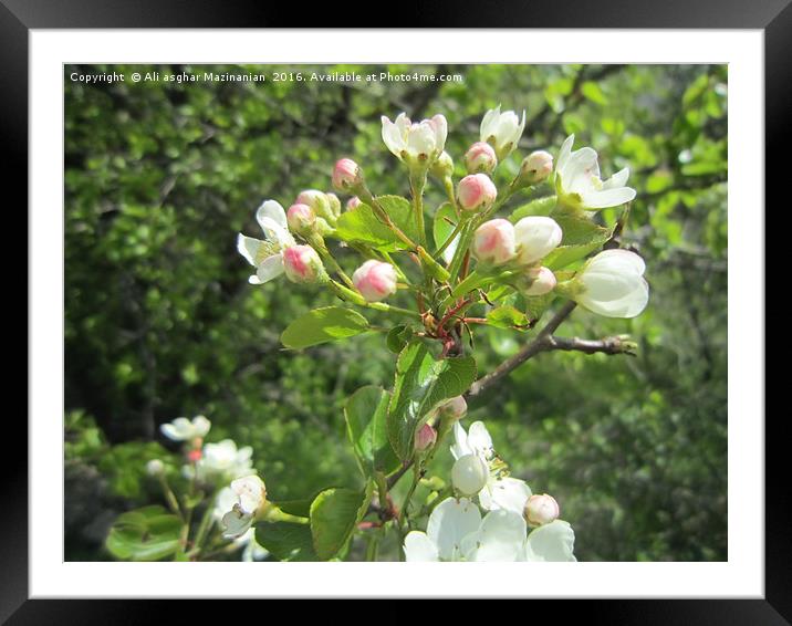 Wild pear's blossoms7, Framed Mounted Print by Ali asghar Mazinanian