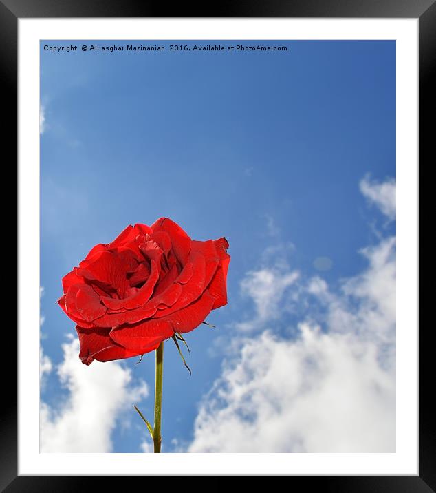 A single red rose, Framed Mounted Print by Ali asghar Mazinanian