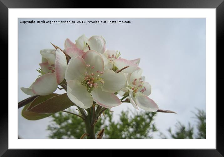 Pear blossoms (revised),                           Framed Mounted Print by Ali asghar Mazinanian