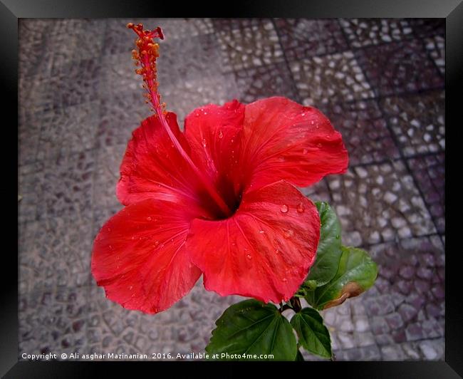 A nice red flower, Framed Print by Ali asghar Mazinanian