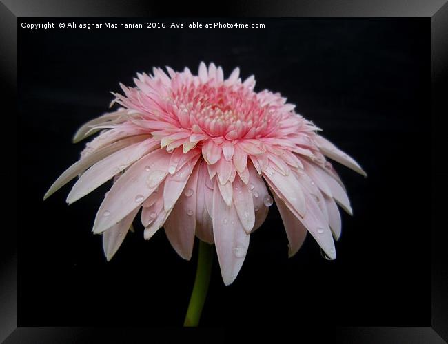 After the rain,                                Framed Print by Ali asghar Mazinanian