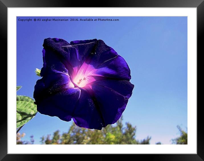 Morning glory, Framed Mounted Print by Ali asghar Mazinanian