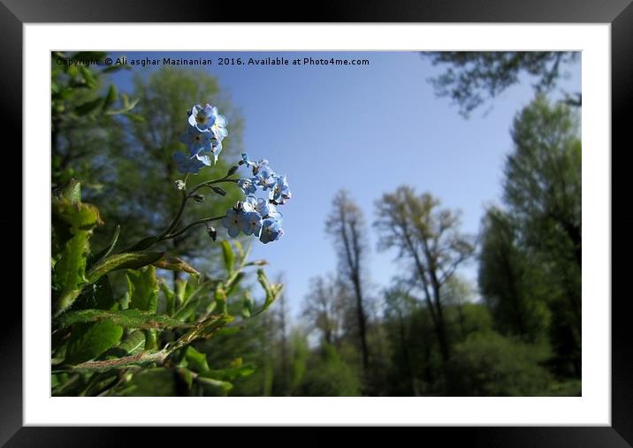 Nice wild flowers in jungle, Framed Mounted Print by Ali asghar Mazinanian