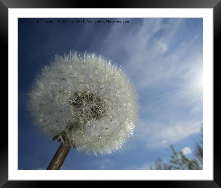 Dandelion in the sunny sky, Framed Mounted Print by Ali asghar Mazinanian