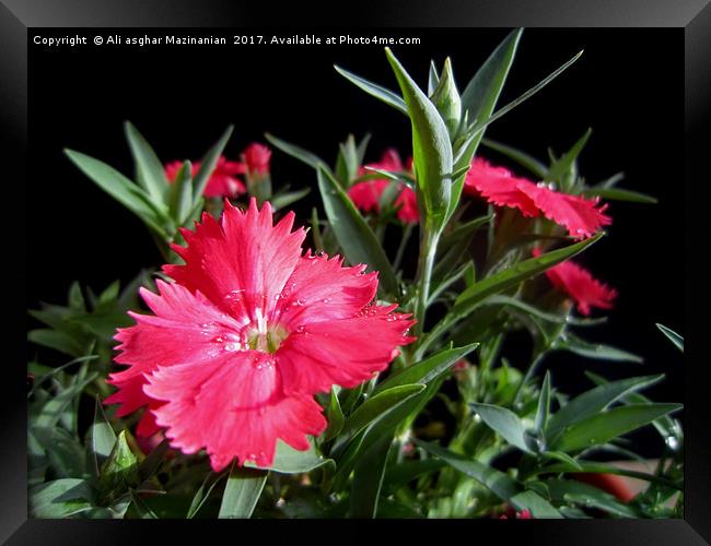 Dianthus,                   Framed Print by Ali asghar Mazinanian