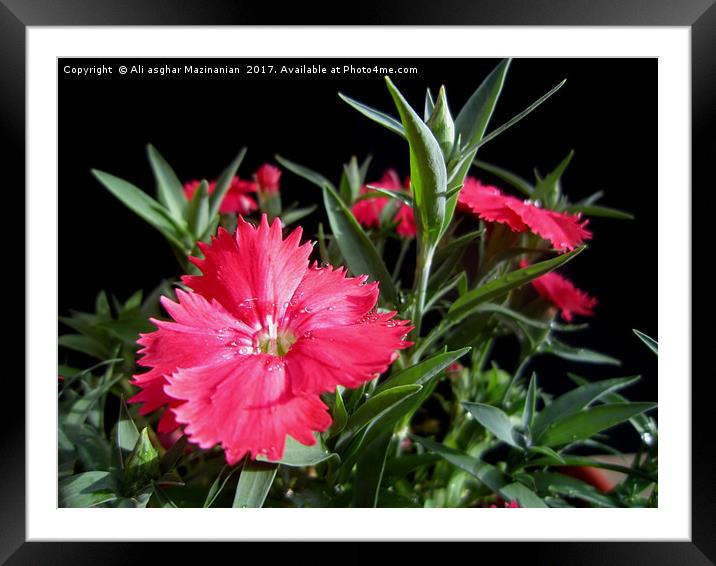 Dianthus,                   Framed Mounted Print by Ali asghar Mazinanian