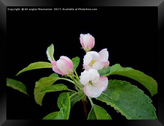 Apple's blossoms, Framed Print by Ali asghar Mazinanian
