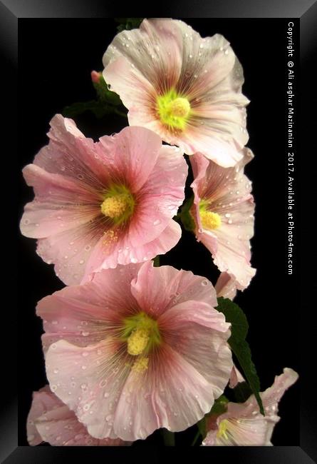 Beautiful Spring flower, Framed Print by Ali asghar Mazinanian