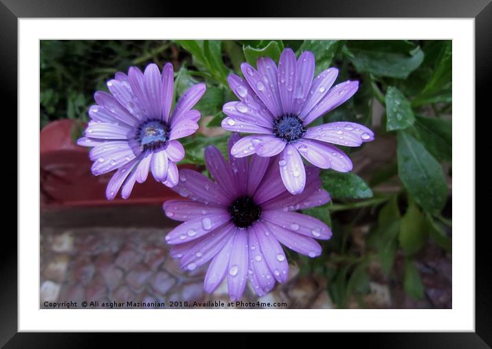 Water droplets on flower, Framed Mounted Print by Ali asghar Mazinanian