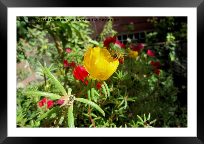 On a nice  yellow flower, Framed Mounted Print by Ali asghar Mazinanian