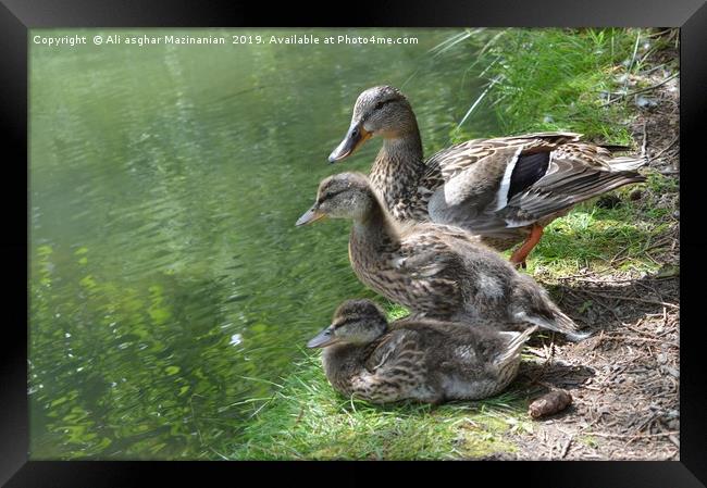 Duck and ducklings, Framed Print by Ali asghar Mazinanian