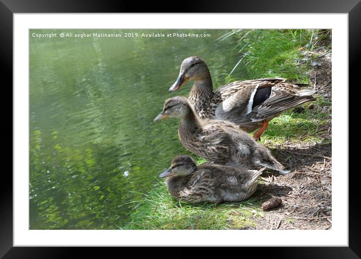 Duck and ducklings, Framed Mounted Print by Ali asghar Mazinanian