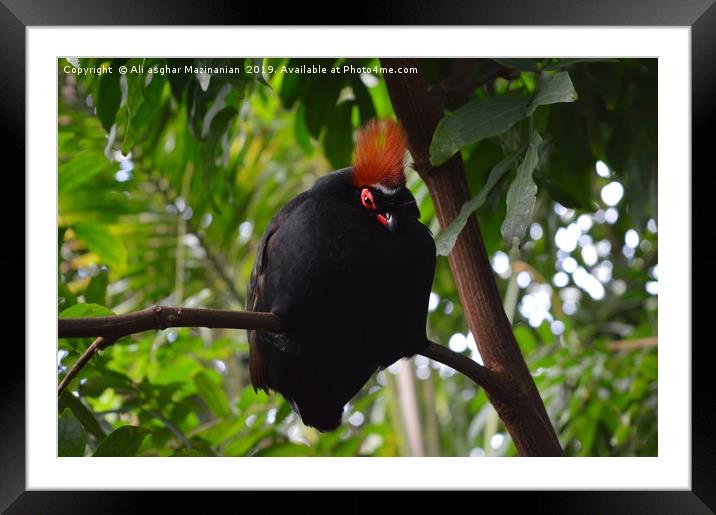 A beautiful bird, Framed Mounted Print by Ali asghar Mazinanian