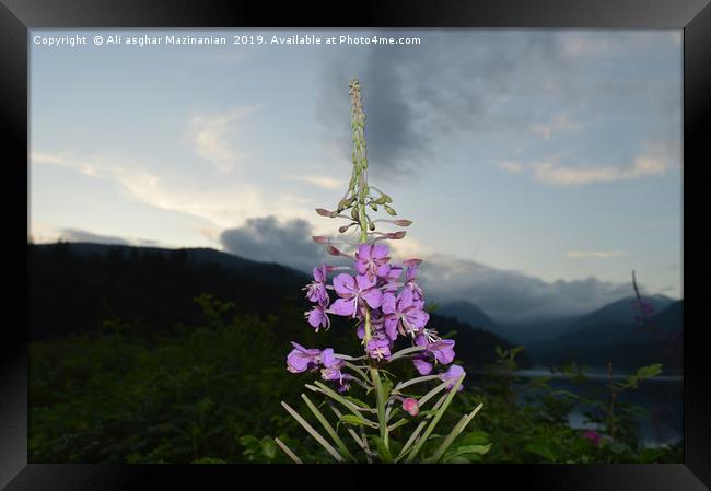 A nice flower in front of Cleveland Dam, Canada, Framed Print by Ali asghar Mazinanian