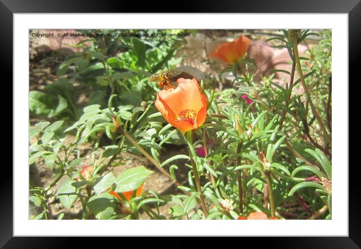 Beautiful bee hovering on a nice flower,           Framed Mounted Print by Ali asghar Mazinanian