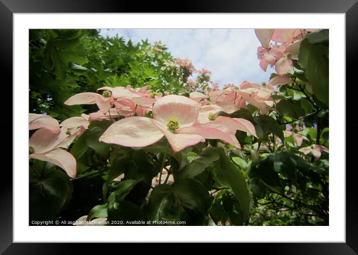 A pink flower on a plant Framed Mounted Print by Ali asghar Mazinanian