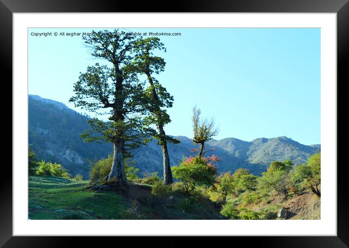 Plant tree Framed Mounted Print by Ali asghar Mazinanian