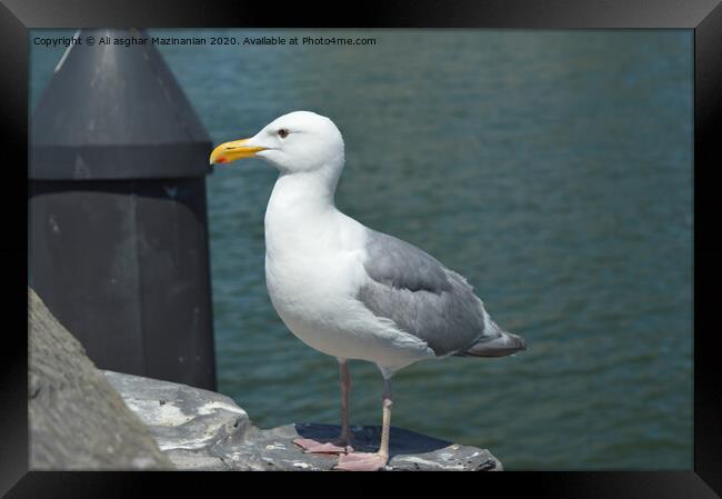 Seagull, Framed Print by Ali asghar Mazinanian