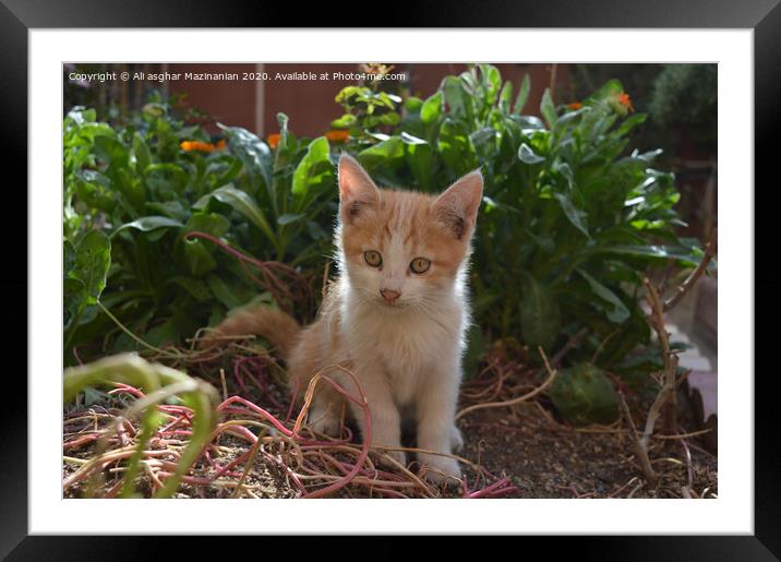 My kitty,  Framed Mounted Print by Ali asghar Mazinanian