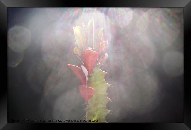 A macr shot of a cactus under sun-rays, Framed Print by Ali asghar Mazinanian