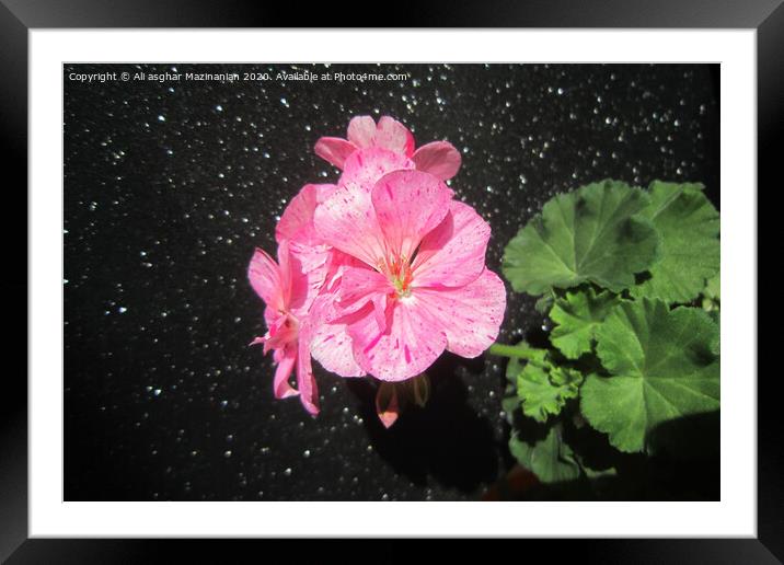 Plant flower Framed Mounted Print by Ali asghar Mazinanian