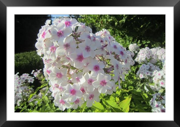 A close up of a flower Framed Mounted Print by Ali asghar Mazinanian