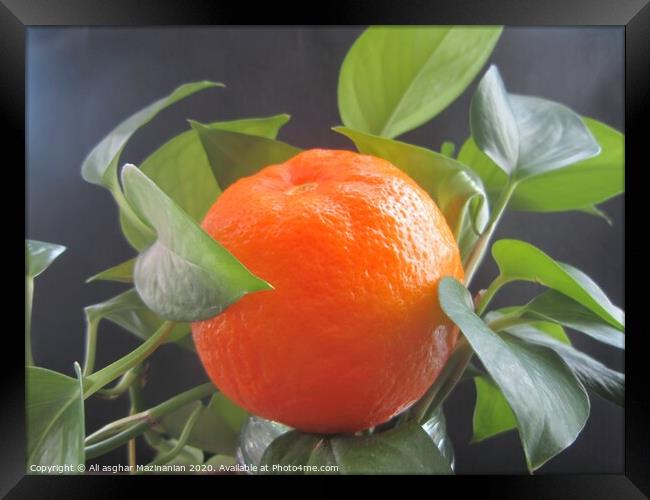 A delicious organic orange, Framed Print by Ali asghar Mazinanian